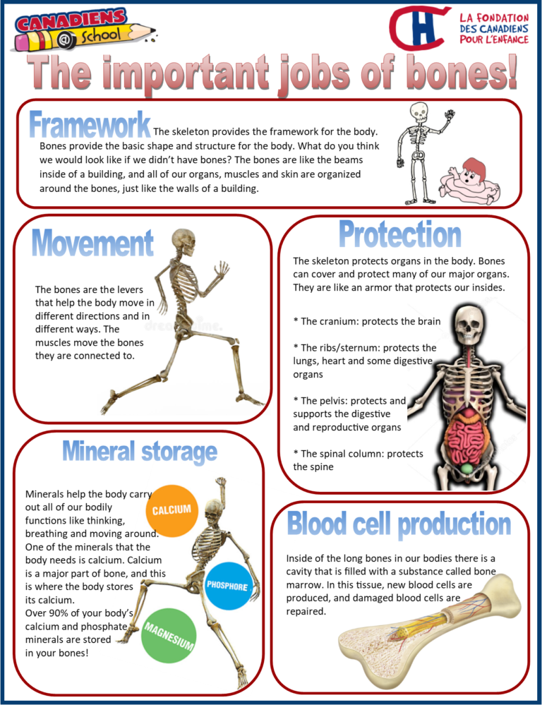 The Skeletal System Canadiens School The Skeletal System Canadiens School