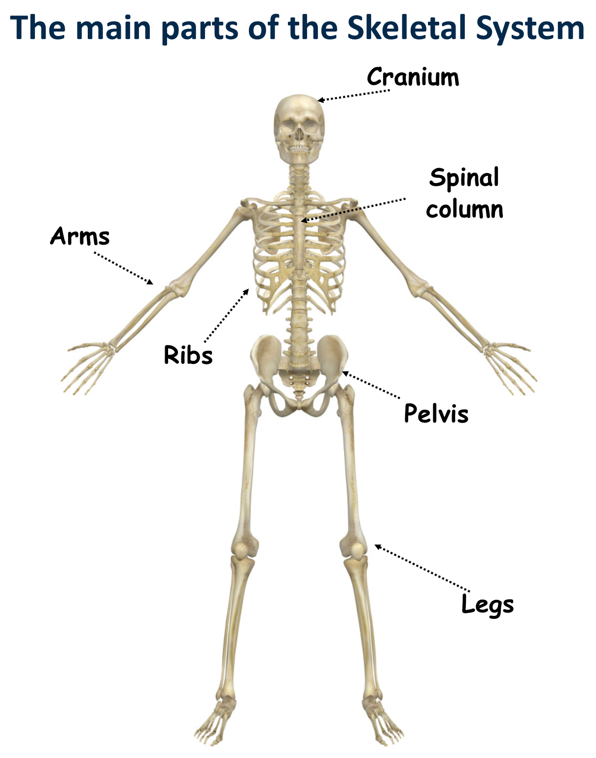 The Skeletal System Canadiensschool