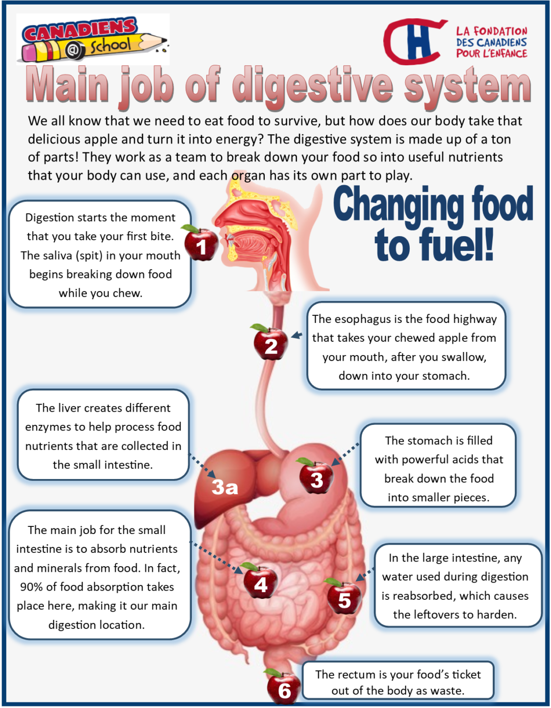 The Digestive System CanadiensSchool