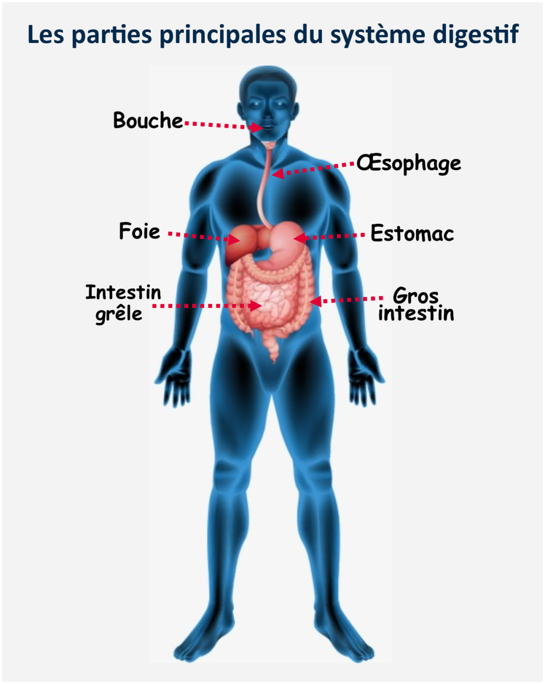 Le système digestif Canadiens a l'école