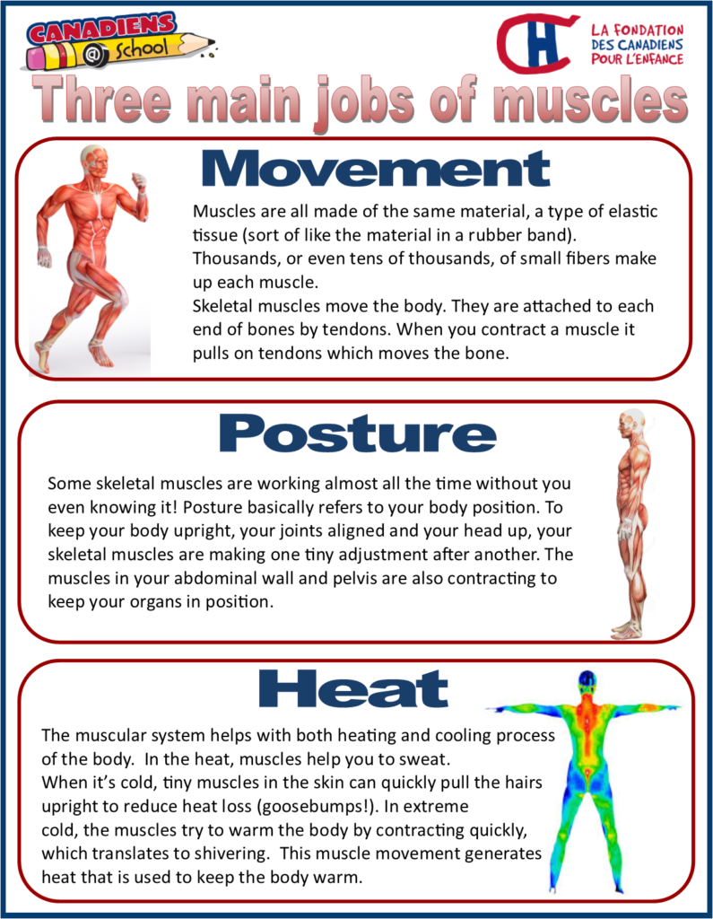 work of muscular system in human body