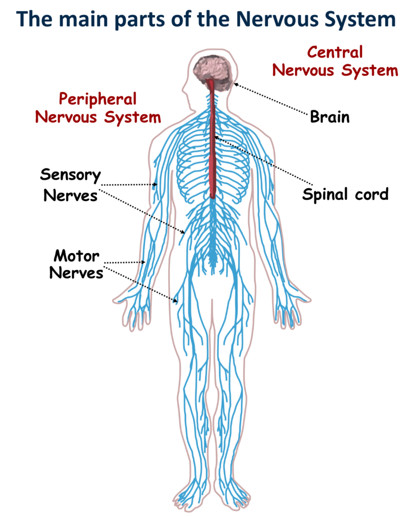 The Nervous System Canadiens School