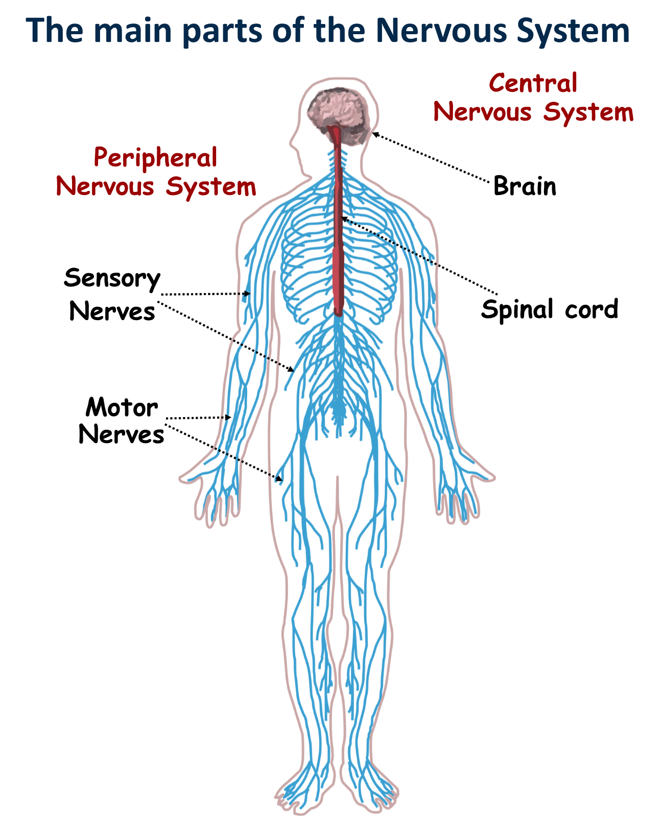 Top 92+ Images three parts of the nervous system for kids Completed