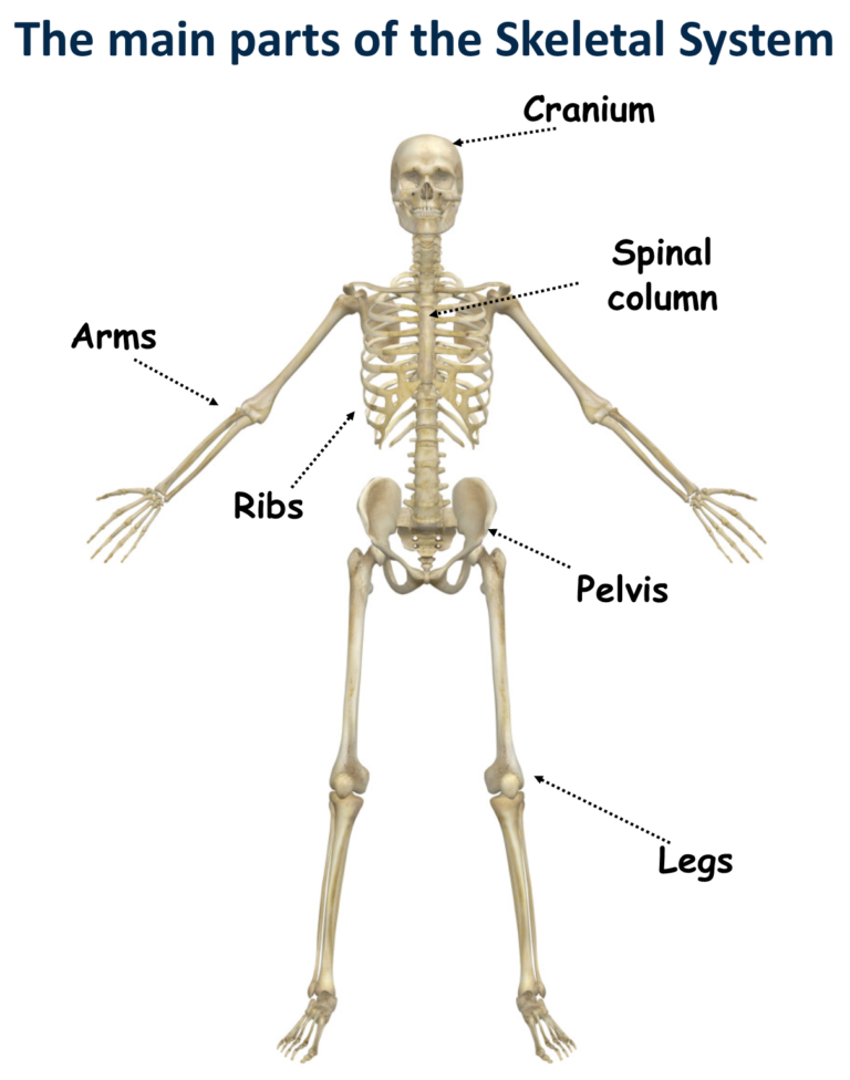 How Can You Keep Your Skeletal System Healthy